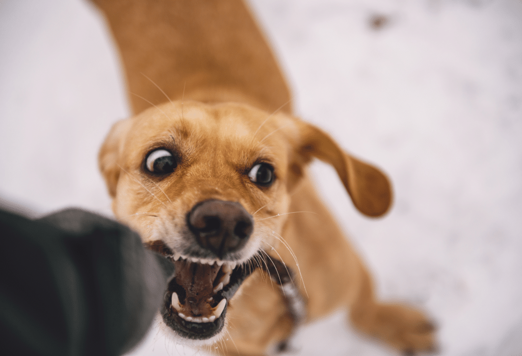 Dog Bites Can Be Serious. Seek Legal Help if you've been injured.