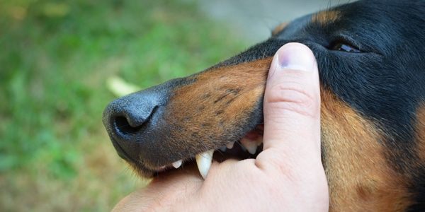 Dog Bite Reporting